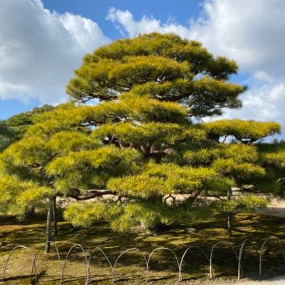 pideyuki0515's profile picture. 