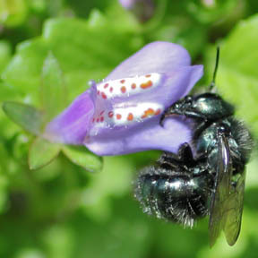 OurNativeBees's profile picture. Solitary bees are an excellent supplement to honey bees as pollinators of our food supply.  Help us spread the word!