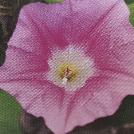 雨降り花 ひるがお 病院の待合室で 以前私がデイサービスで働いていたときの利用者さんを 見かけた 少し認知症あった人だったので 混乱してしまうと思い 声は掛けなかった 3年前は歩けてたし 自宅住まいだったけど 今は様子が全く違っていた 雨降り花 ひるがお 病院の待合室で 以前私がデイサービスで働いていたときの利用者さんを 見かけた 少し認知症あった人だったので 混乱してしまうと思い 声は掛けなかった 3年前は歩けてたし 自宅住まいだったけど 今は様子が全く違っていた