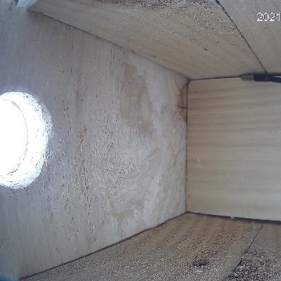 A camera in a bird nest box in Truckee, CA