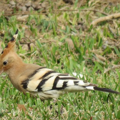 Author, wildlife columnist (Majorca Daily Bulletin), book reviewer, nature course leader, nature walks leader and private bird guide.