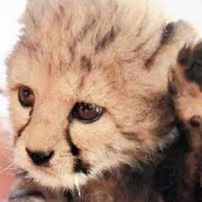 p_a_x_n_1990's profile picture. 今興味あること→物販、eBay、メルカリ、毒親、ひきこもり、双極性障害、アプリゲーム、ローカルガイド！ 仲良くしてね！ 1990生まれ、ウバ垢デビュー！ローカルガイドレベル8 アイコンは可愛いチーターの赤ちゃん👶　 #CampersTweet