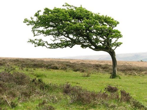 Helping people to enjoy and appreciate Exmoor's moorland and supporting those who take care of it.