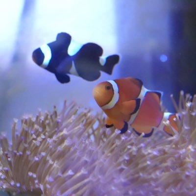 りるたき 海水魚大好き大学生 飼育魚は カクレ ブラックオセラリス デバ3 マンジュウイシモチ2 ハタタテハゼ アケボノハゼ キンギョハナダイ ヒフキアイゴ 60規格にこれは多すぎですね 炭素源でなんとか管理してます りるたき 海水魚大好き大学生 飼育魚は カクレ ブラックオセラリス デバ3 マンジュウイシモチ2 ハタタテハゼ アケボノハゼ キンギョハナダイ ヒフキアイゴ 60規格にこれは多すぎですね 炭素源でなんとか管理してます