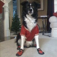 Ashley Walker (@docwalka) 's Twitter Profile
