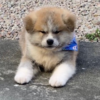 ふくまる 俺ガキ大将 秋田犬 子犬 かっこかわいい 癒し ふくまる 俺ガキ大将 秋田犬 子犬 かっこかわいい 癒し