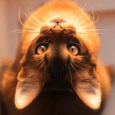 Ru_pollen's profile picture. 北海道