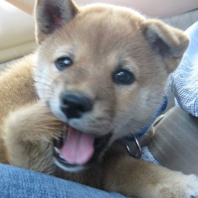 中途半端な豆柴犬・スヌハチとトリサポ父ちゃんのつぶやき。「スヌハチ」とはスヌーピーとハチ公をドッキングさせた名前です。インスタの方が投稿多め。