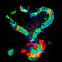Mucosal Infection Biology - Günther Lab(@MIB_GuentherLab) 's Twitter Profile Photo