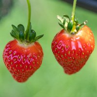 Hall Hunter Farming (@hhpfarming) 's Twitter Profile