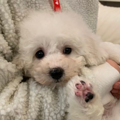 ビションフリーゼ イブ との楽しい毎日 ビジョンフリーゼイブ君生後58日 T Co Jitiwsuex6 Youtubeより ビションフリーゼ 幼犬 子犬 我が家のプリンス 過保護犬 犬のいる暮らし 犬がいる生活 犬の生活が第一 犬スタグラム 犬バカ 犬 ビションフリーゼ イブ との楽しい毎日 ビジョンフリーゼイブ君生後58日 T Co Jitiwsuex6 Youtubeより ビションフリーゼ 幼犬 子犬 我が家のプリンス 過保護犬 犬のいる暮らし 犬がいる生活 犬の生活が第一 犬スタグラム 犬バカ 犬