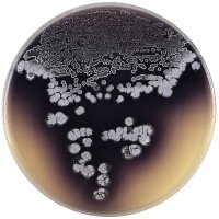 Kuzuyama_Lab (@kuzuyama_lab) 's Twitter Profile