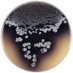 Kuzuyama_Lab (@kuzuyama_lab) Twitter profile photo Kuzuyama_Lab (@kuzuyama_lab) Twitter profile photo