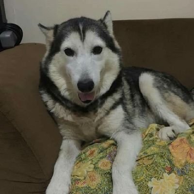 blablablame's profile picture. An outsider who keeps on and on  learning about things in the world