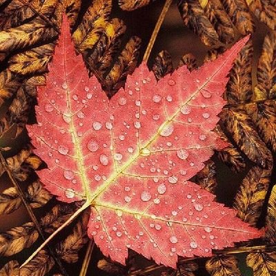 🍁Frases y Estados🍂さんのプロフィール画像