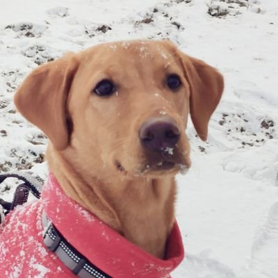 Fox red lab with sass currently training my human @lindsaygalvin who writes books. 
Born 18/7/20
Likes: apple, stones, socks. Dislikes: being told what to do.