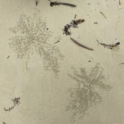 renfinn's profile picture. 