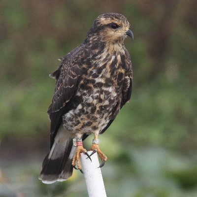 PAULMAR88310557's profile picture. Birder & bird recorder throughout US when possible, when my hips & feet allow. RECORDINGS:
https://t.co/avtgzy3HIF
anti war, gardens