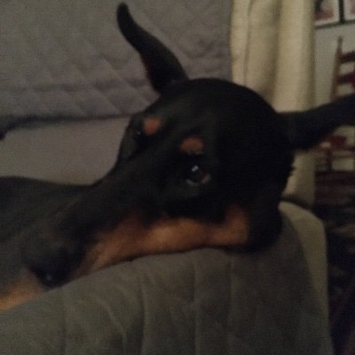Nom_du_jour's profile picture. Woof