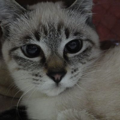 五十股痛いさんのプロフィール画像