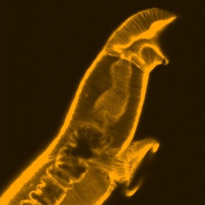 CR in Parasitology & Vector-Borne Diseases Profile