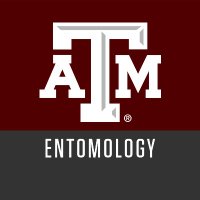 Texas A&M Entomology (@tamuentomology) 's Twitter Profile Photo Texas A&M Entomology (@tamuentomology) 's Twitter Profile Photo