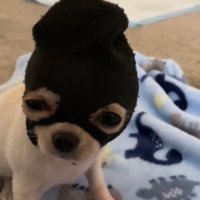 % (@ihatesofiyuh) 's Twitter Profile