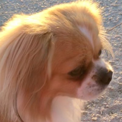 bo_bobino's profile picture. 