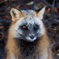 CryptoF0X (@piotr02490332) 's Twitter Profile