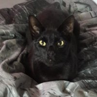 Ringo The Cat (@ringothecat2) 's Twitter Profile