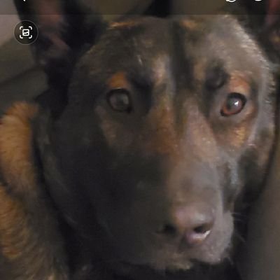 FeebTeam6's profile picture. Owner, Heathens K9, Rescue Boarding & Training. Owner, ADD Abstract @Avettbros @scottavett