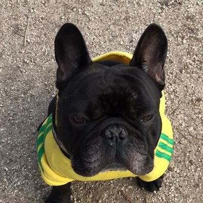 Paolobrez's profile picture. 