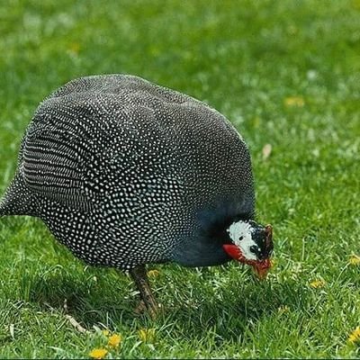 AwuaThomas's profile picture. 