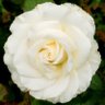 BiancaMinnie4's profile picture. Lifelong learner living on Dharawal land. The two-party system is failing Australians. C19 hasn't gone away+ it's airborne. Climate action NOW.