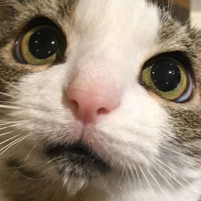 ProvenceOrigami's profile picture. "LOvE folding Origami" from France with Cats !