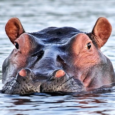 Hippo19801's profile picture. Conservative finding a new home with the Dems.  #nevertrumper