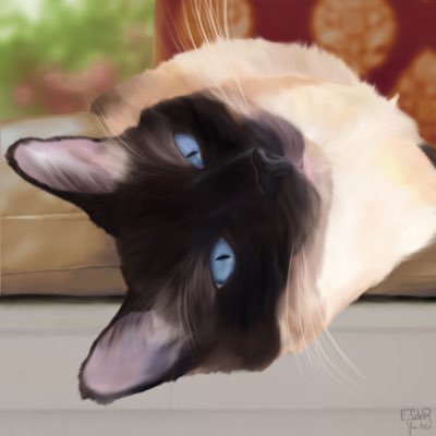 SiameseAddy's profile picture. Prettiest girl and silliest Meezer in all the land. Wise and noble queen, snuggle monster, love biter, and kurky aficionado 🦃❤️. My mum is weird and makes art.