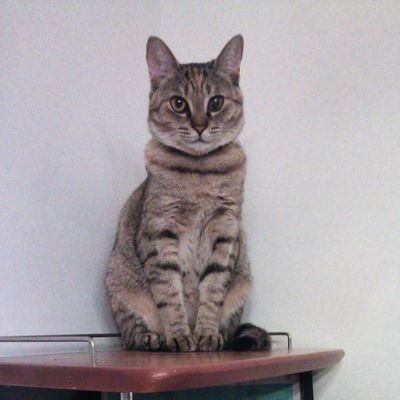きなこもち On Twitter 自分の毛玉を追いかけて 匂い嗅いで逃げたよ ねこドリフト 猫のおバカ行動 アニマル日記 金曜ドーガショー スッキリ 猫動画 きなこ 保護猫