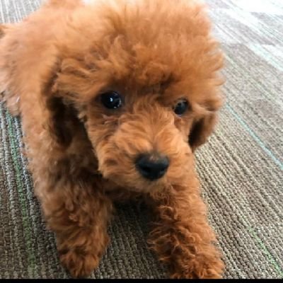 New dog, same name, who dis? Official Twitter account of Fuffy and the XYZ group at Columbia University