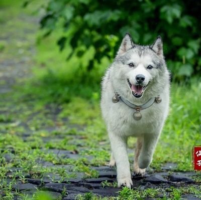 friendtoalldogs's profile picture. friendtoalldogs on ao3 🐶 she/her. have you seen a picture of my bunny today?