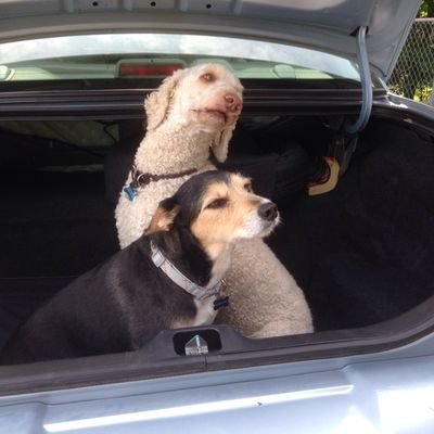 gritster8's profile picture. Musician, athlete, sane person