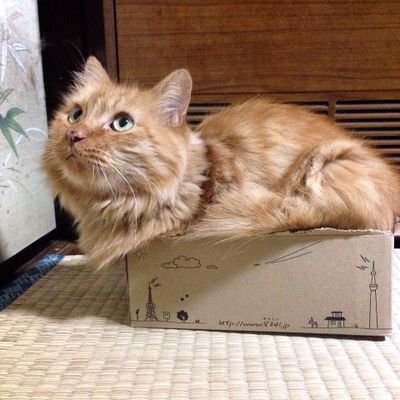 まふまふさんは唯一無二/AtRの空気感が♥/ぬこ達に振り回されながら、ポツポツねんどろいどの写真をあげています/Twitter初心者、無言フォロー失礼します。