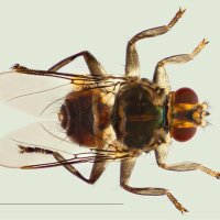 Leshon Lee (@flyliceresearch) 's Twitter Profile Photo Leshon Lee (@flyliceresearch) 's Twitter Profile Photo