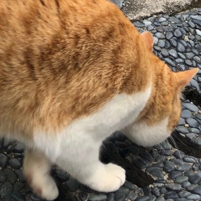 takobows's profile picture. はたらきたくない。嫌なら見るな！