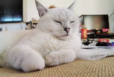 lucy_qwqmua's profile picture. qwq