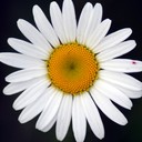 Daisy Buchanan - @Daisy_Buchanan4 - Twitter