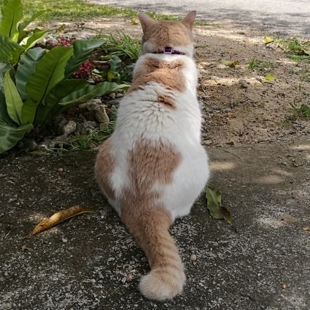 intanrahim182's profile picture. I mostly just rant.