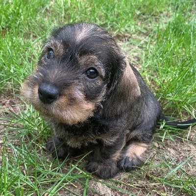 🌎 The World’s most followed wirehaired dachshund ✨ 210,000+ followers on Insta 💘 Follow us here 👇