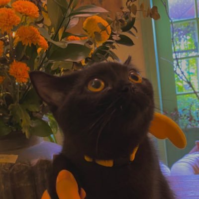 blackcatbobo Profile Picture