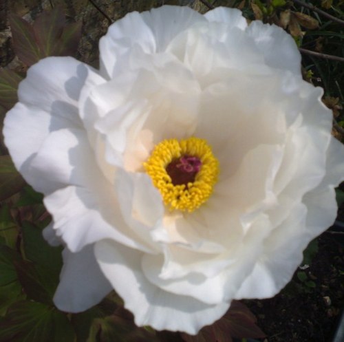 lucebarnett's profile picture. 